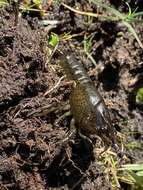 Image of Deceitful Crayfish