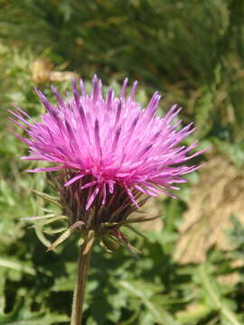 Image of Carduus adpressus C. A. Meyer