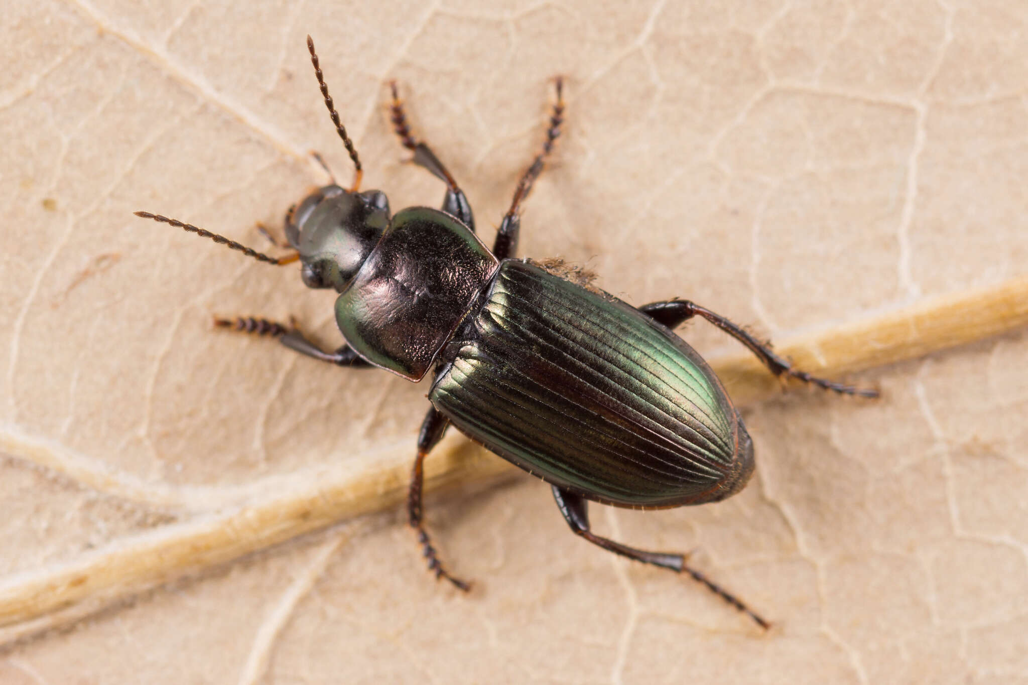 Image of Harpalus (Harpalus) distinguendus (Duftschmid 1812)