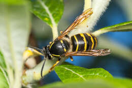 Image of Dolichovespula alpicola Eck 1984