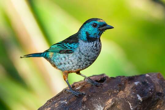 Image of Silvery-breasted Tanager