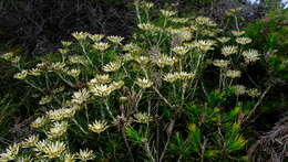 Image of Petrophile brevifolia Lindley