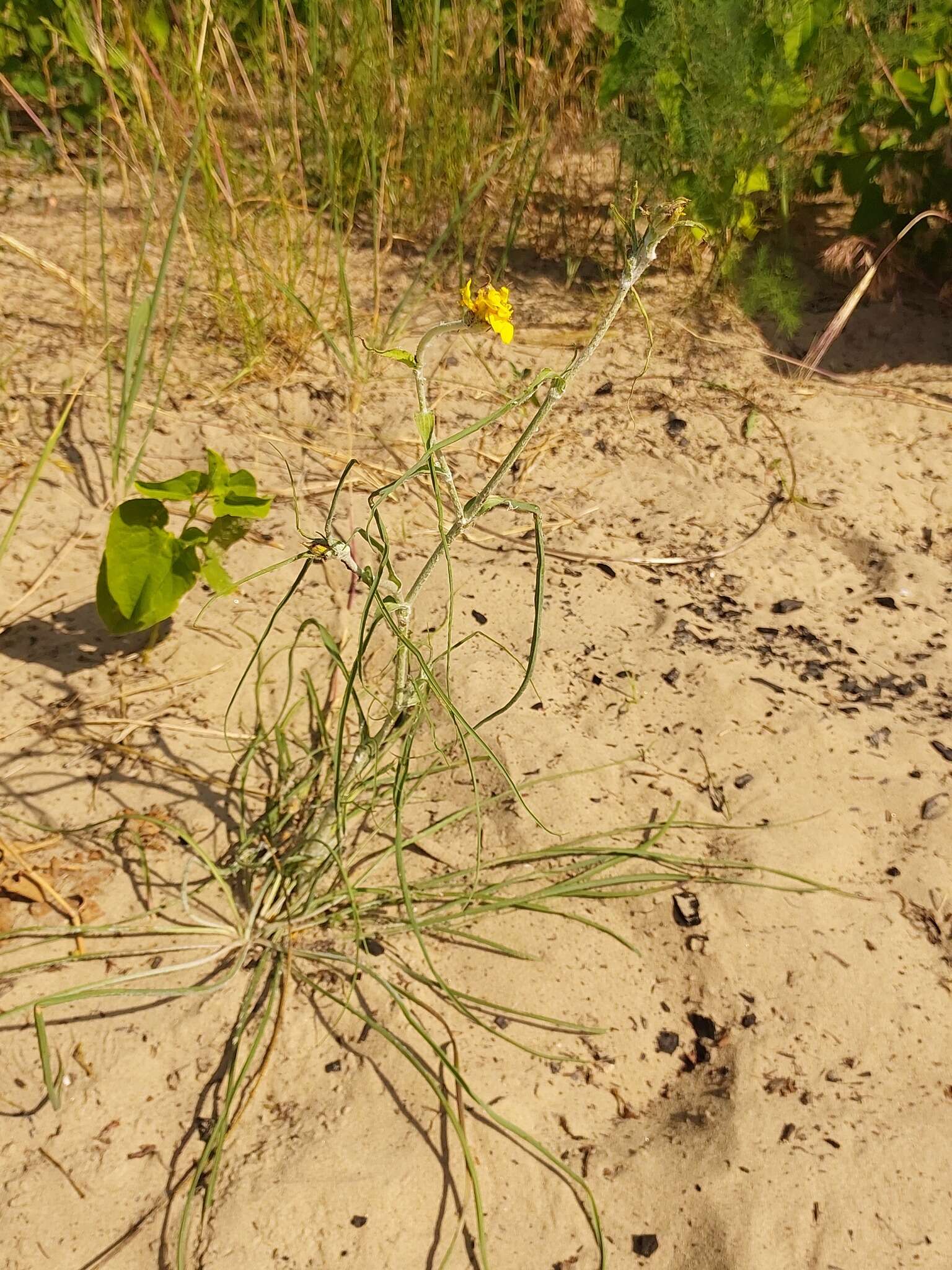 Sivun Tragopogon ucrainicus Artemczuk kuva