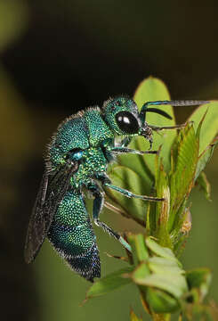 Image of <i>Chrysis conica</i> Brullé 1846