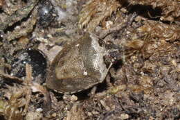 صورة Eysarcoris ventralis (Westwood 1837)