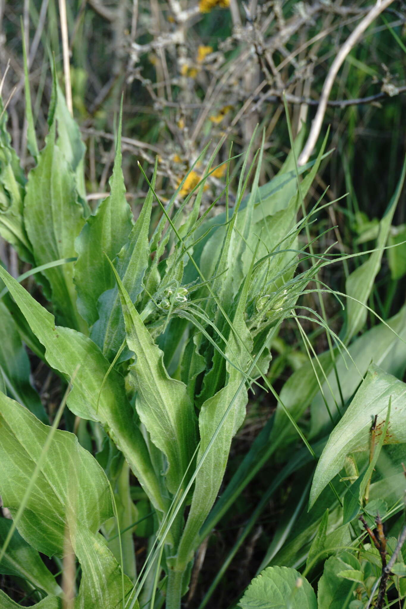 Pseudopodospermum strictum (Hornem.) Zaika, Sukhor & N. Kilian resmi