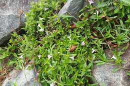 Image of Ruellia repens L.