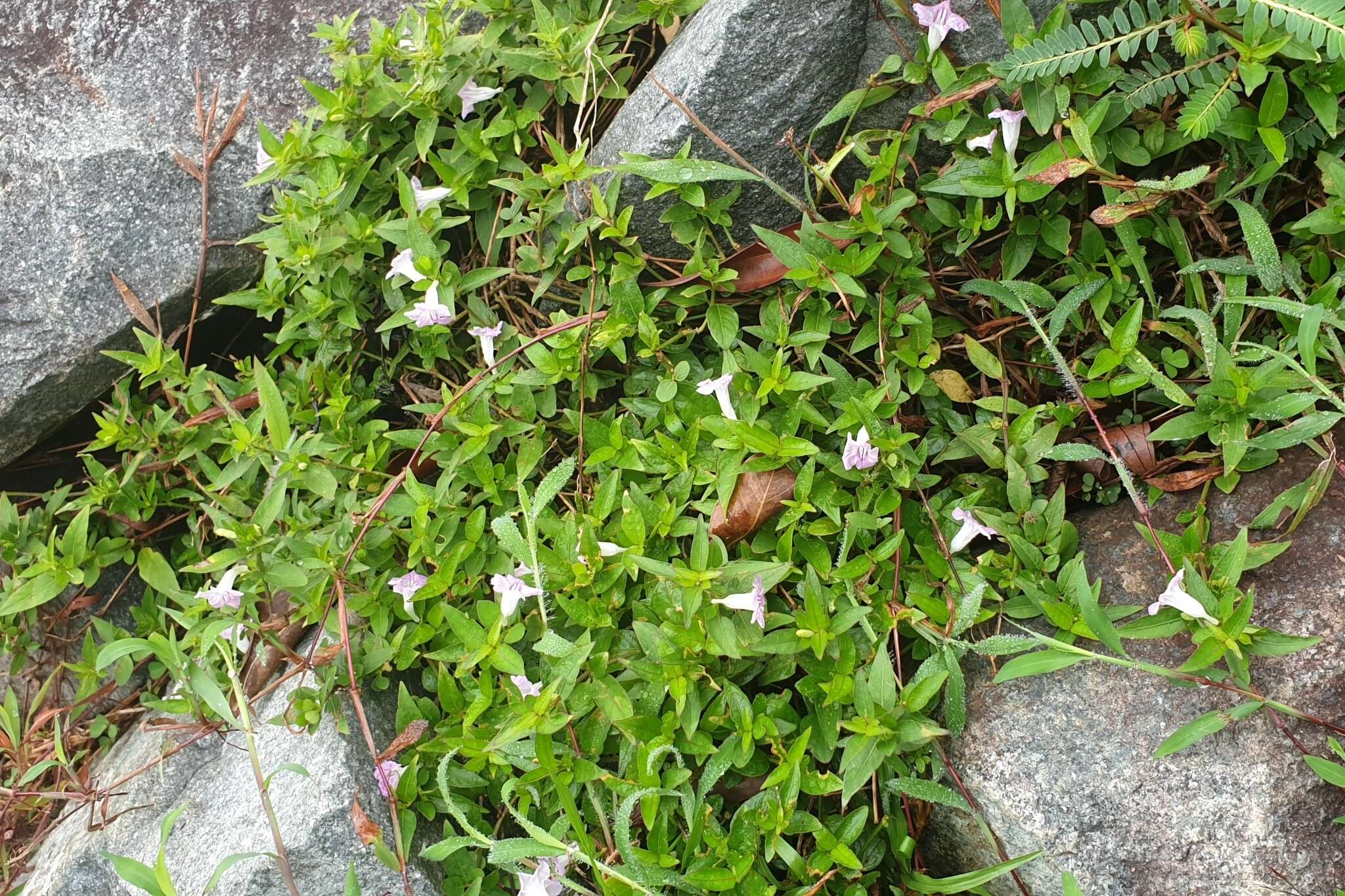 Sivun Ruellia repens L. kuva