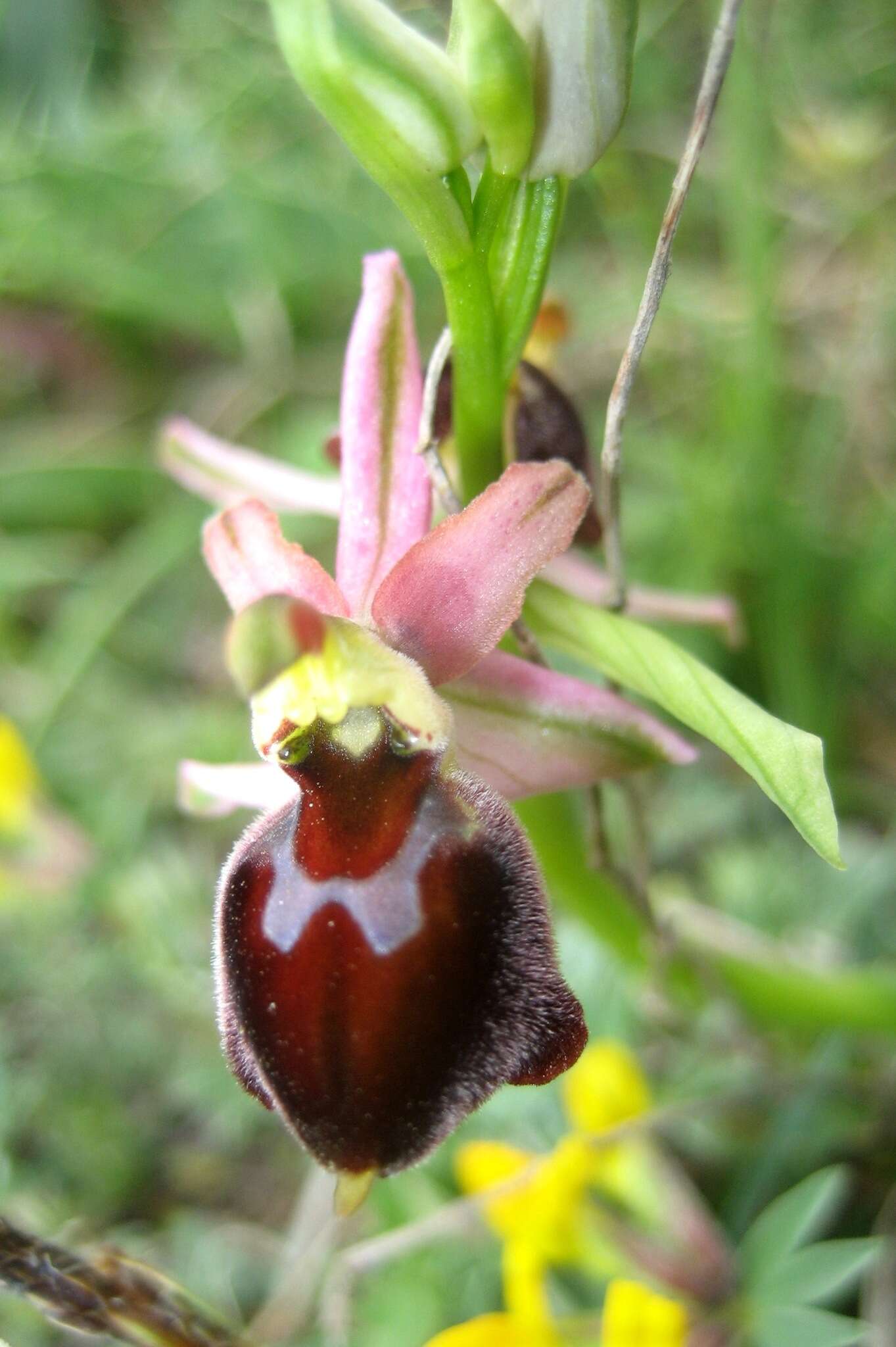 Image of Ophrys morisii (Martelli) G. Keller & Soó