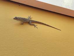 Anolis bonairensis Ruthven 1923 resmi