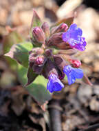 Image of Pulmonaria mollis Hornem.