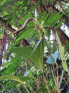 Image of Anthurium caucanum Engl.