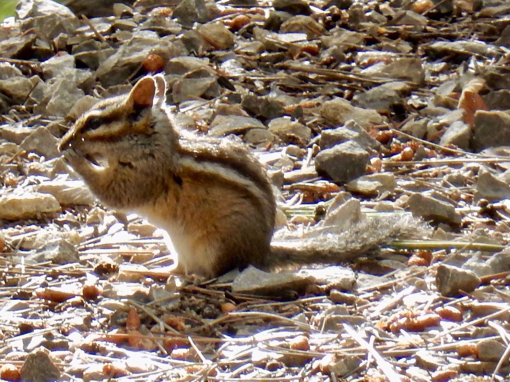 Image of Sciuridae