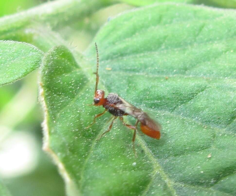 Image of Aridelus rufotestaceus Tobias 1986