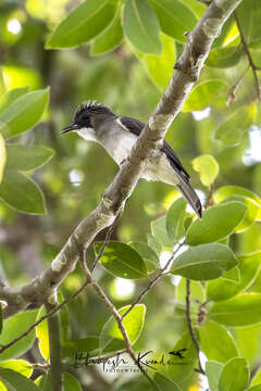 Image of Cinereous Bulbul