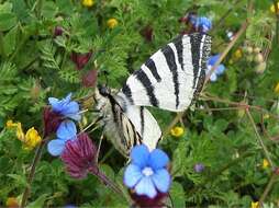 صورة Anchusella cretica (Mill.) M. Bigazzi, E. Nardi & F. Selvi