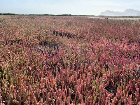 Слика од Salicornia meyeriana Moss