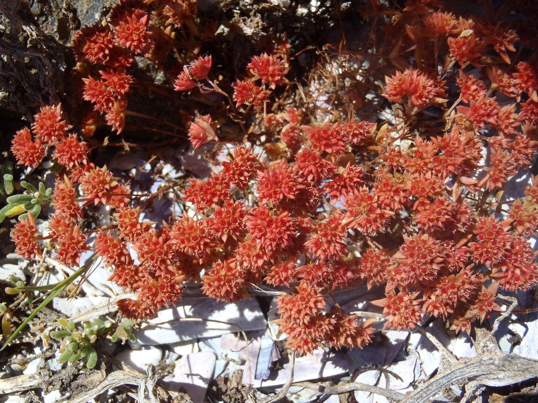 Image of Crassula vaillantii (Willd.) Roth