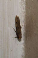 Image of case-bearing clothes moth