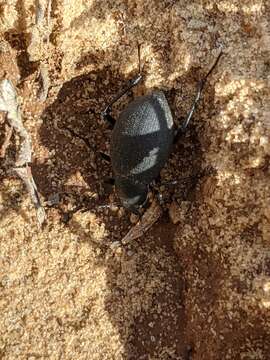 Image of Eleodes (Promus) spiculifera Triplehorn 2007