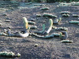 Imagem de Coleocephalocereus fluminensis (Miq.) Backeb.