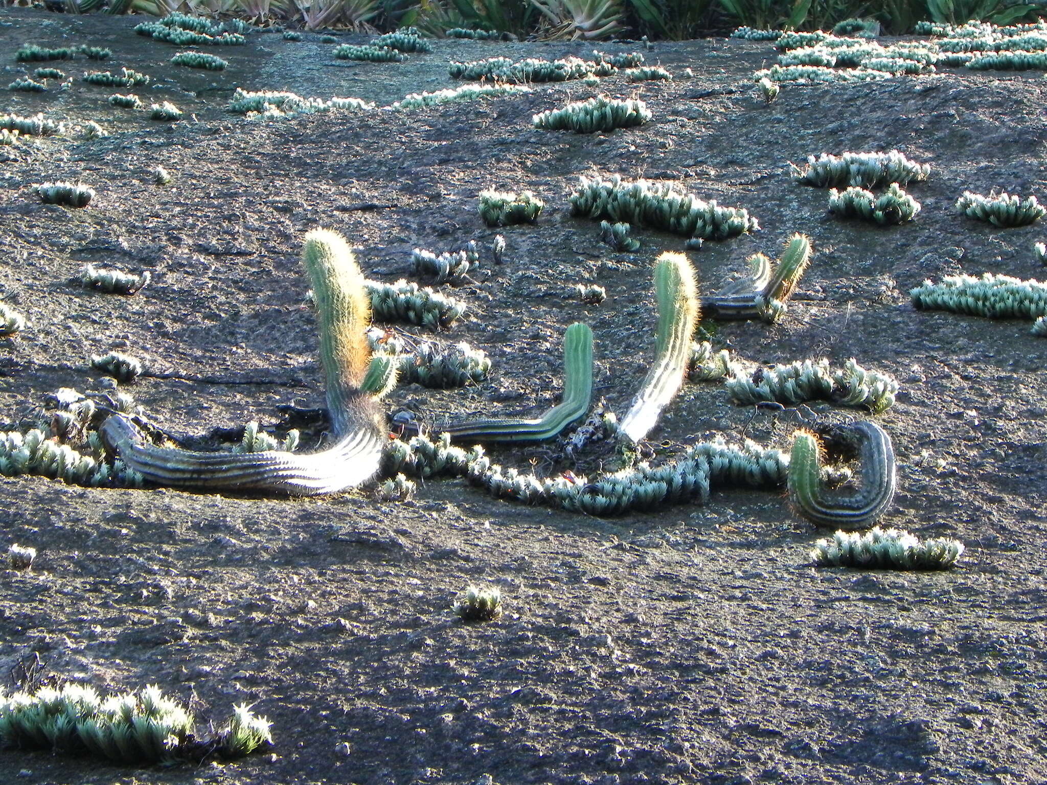 Imagem de Coleocephalocereus fluminensis (Miq.) Backeb.