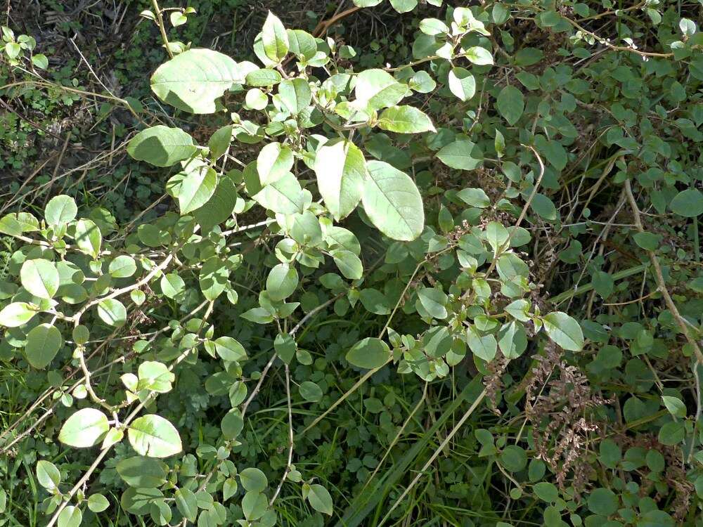 Image of Fuchsia colensoi Hook. fil.