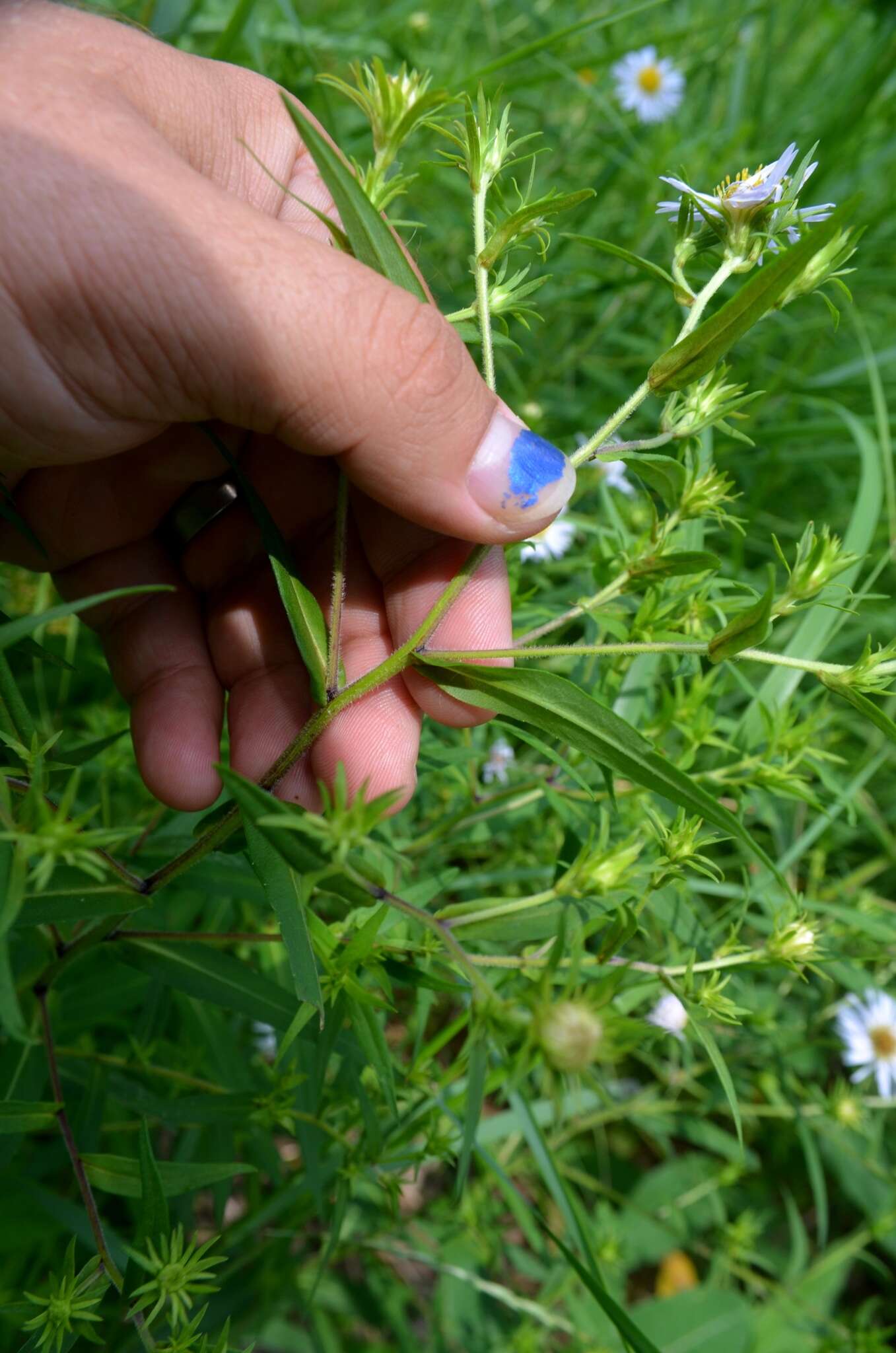 Image of purplestem aster