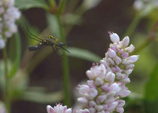 Image of Lepidophora