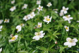 Imagem de Anemonastrum dichotomum (L.) Mosyakin