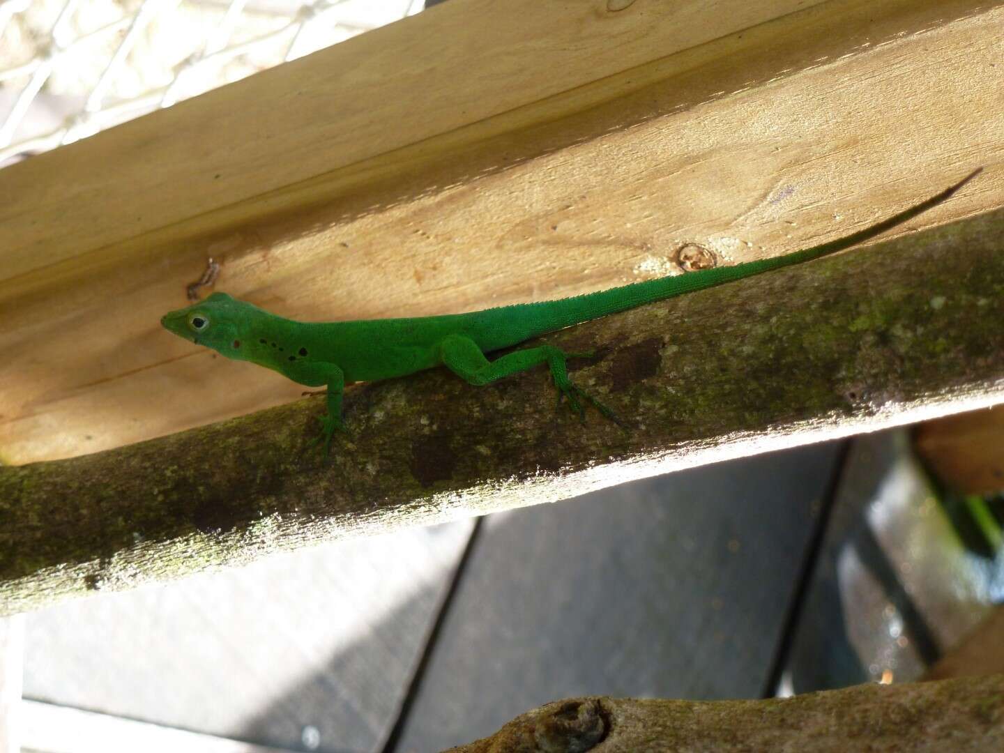 Sivun Anolis marmoratus Duméril & Bibron 1837 kuva