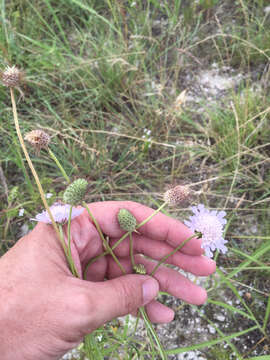 Image of Sixalix atropurpurea (L.) W. Greuter & Burdet