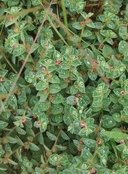 Imagem de Indigofera cordifolia Roth