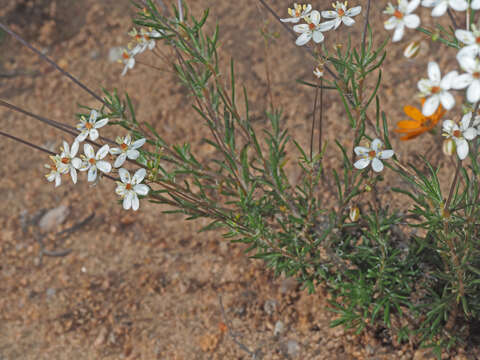 Image of Pharnaceum elongatum (DC.) Adamson