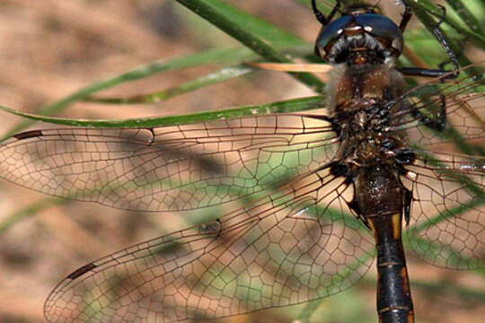 Image of Slender Baskettail