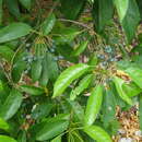Image of Elaeocarpus floridanus Hemsl.