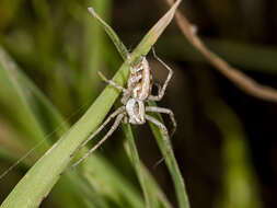 Image of Oxyopes globifer Simon 1876