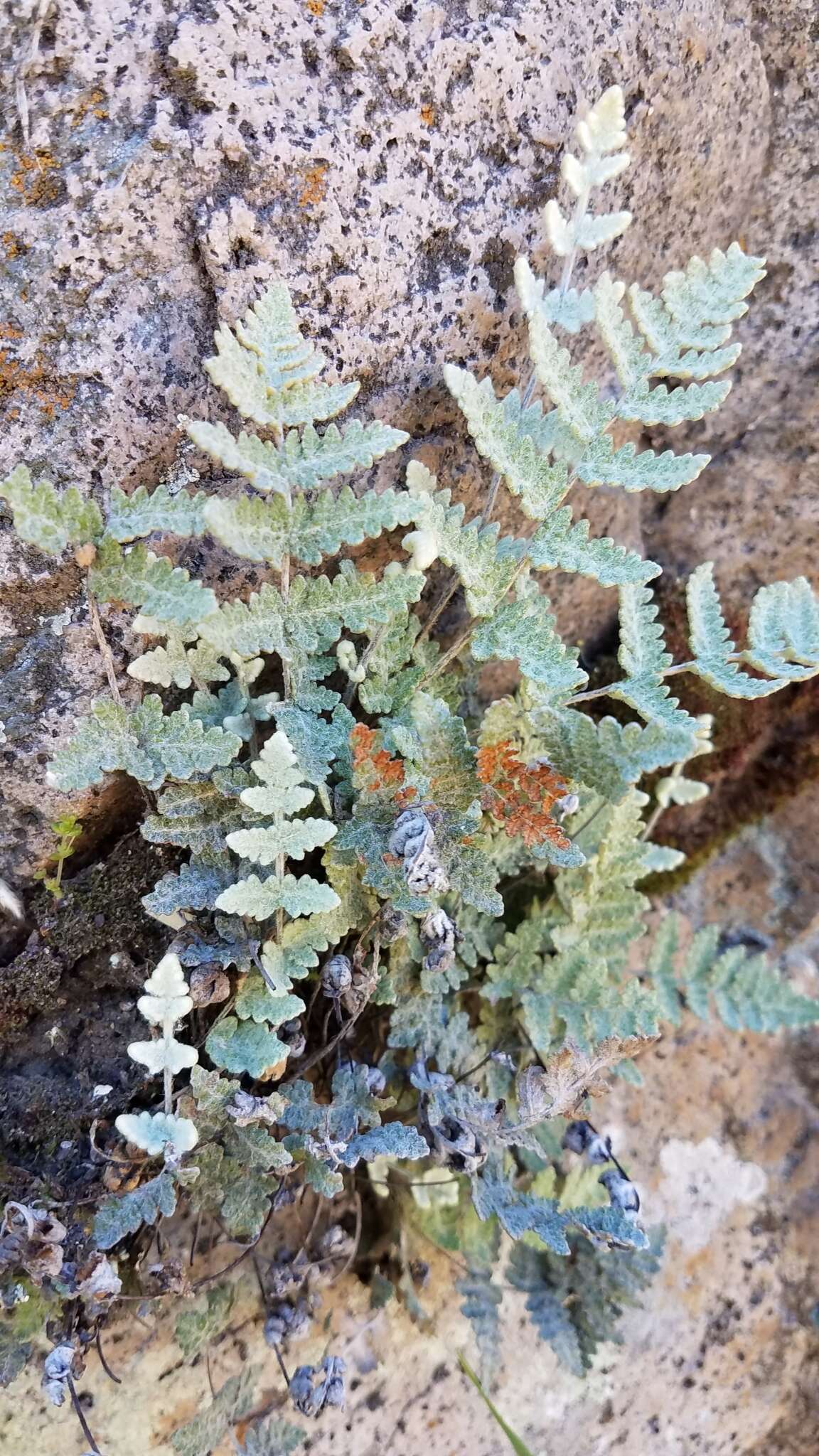 Plancia ëd Myriopteris newberryi (D. C. Eat.) Grusz & Windham