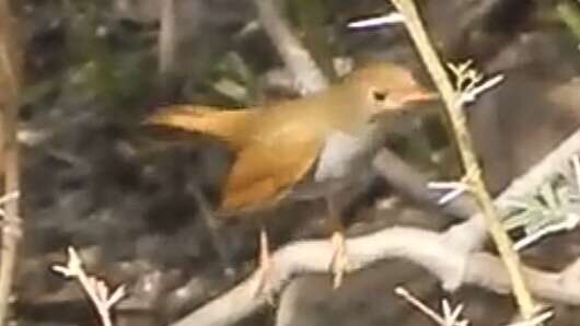 Image of Orange-billed Nightingale-Thrush