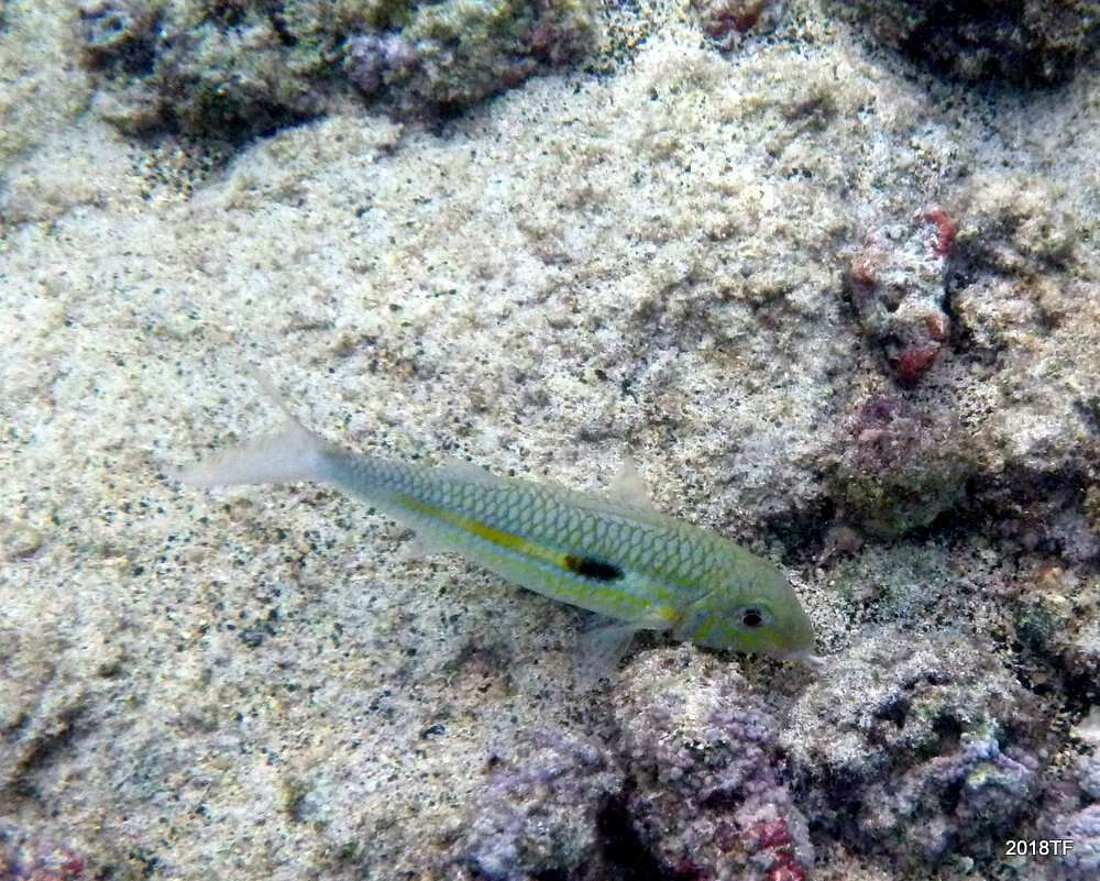 Image of Yellowstripe goatfish