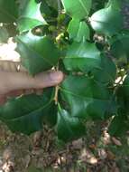 Image of American holly