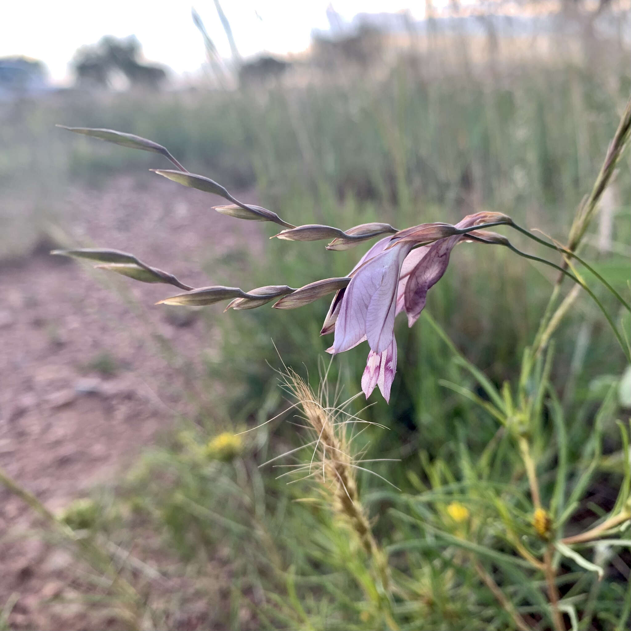 Imagem de Gladiolus pretoriensis Kuntze