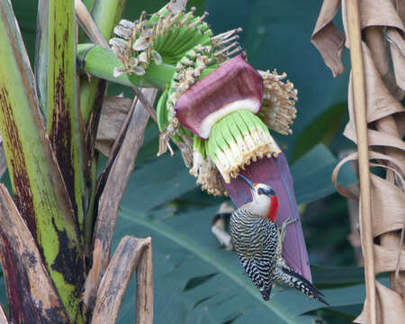 Image of West Indian Woodpecker