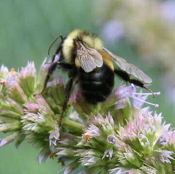 Слика од Bombus affinis Cresson 1864