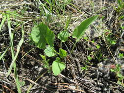 Image of Viola alexandrowiana (W. Beck.) Juz.