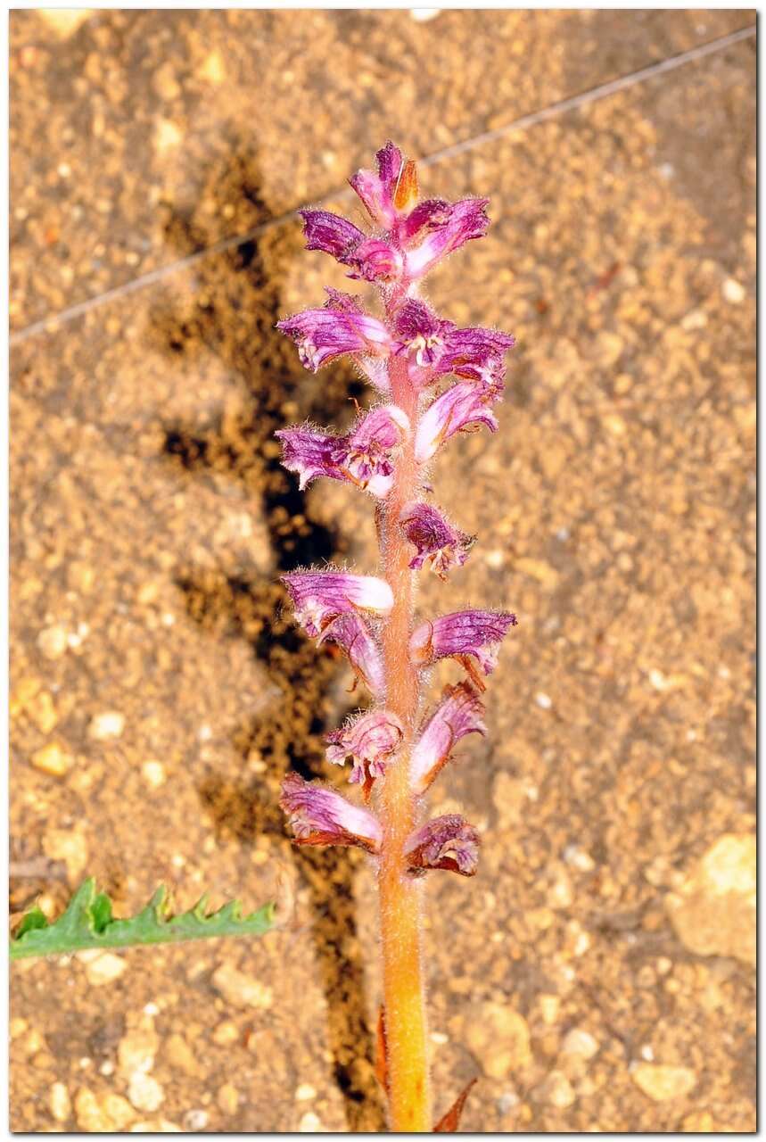 Image of Orobanche pubescens Dum.-Urville