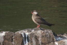 Image of Rock Pratincole