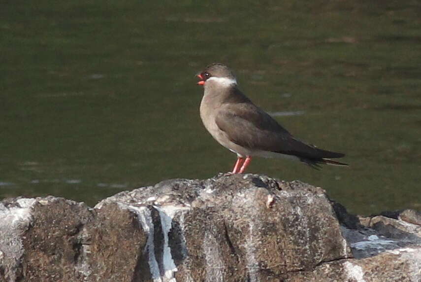 Image of Rock Pratincole