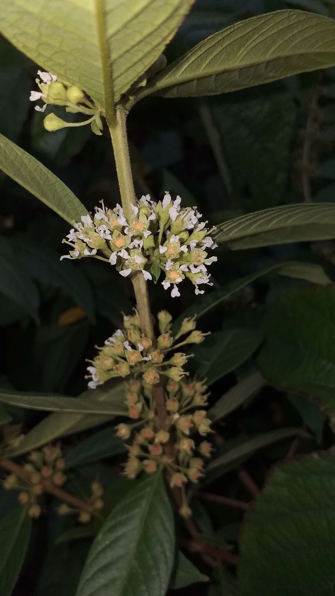 Adenaria resmi