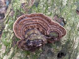 Image of Trametes hirta (P. Beauv.) Zmitr., Wasser & Ezhov 2012